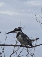 weiteres Tierleben (7)