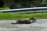 Land und Tierbegegnungen (1)