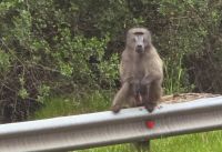 Land und Tierbegegnungen (4)