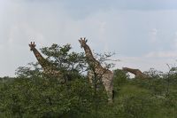 4. Tag - Etosha Nationalpark - Giraffe (3)