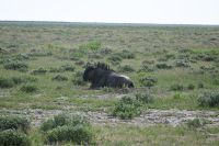 4. Tag - Etosha Nationalpark - Gnu