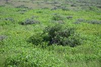 4. Tag - Etosha Nationalpark - Hyäne