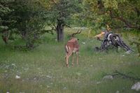 4. Tag - Etosha Nationalpark - Impala