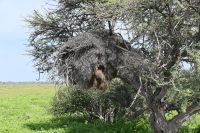 4. Tag - Etosha Nationalpark - Nest der Webervögel