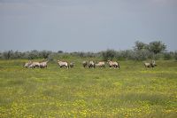 4. Tag - Etosha Nationalpark - Oryx (2)