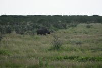 4. Tag - Etosha Nationalpark - Spitzmaulnashorn (1)