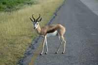 4. Tag - Etosha Nationalpark - Springbock (2)