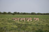 4. Tag - Etosha Nationalpark - Zebra (1)
