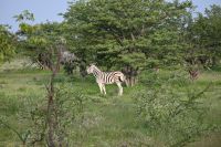 4. Tag - Etosha Nationalpark - Zebra (2)