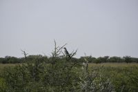 4. Tag - Etosha Nationalpark (15)