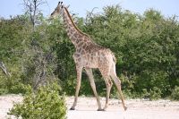 5. Tag - Etosha Nationalpark - Giraffe (3)