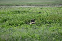 5. Tag - Etosha Nationalpark - Löwe (1)