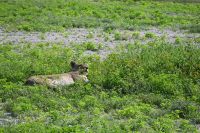 5. Tag - Etosha Nationalpark - Löwe (4)