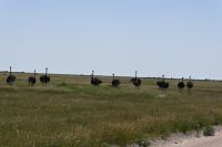 5. Tag - Etosha Nationalpark - Vogelstrauß (2)