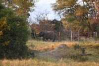 7. Tag - Buffalo Park - Bootsfahrt auf den Okavango - Eisvogel (2)