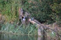 7. Tag - Buffalo Park - Bootsfahrt auf den Okavango - Eisvogel