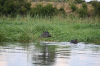 7. Tag - Buffalo Park - Bootsfahrt auf den Okavango - Hippo (1)