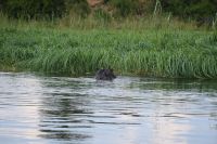 7. Tag - Buffalo Park - Bootsfahrt auf den Okavango - Hippo (2)
