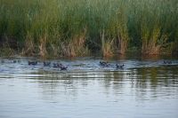 7. Tag - Buffalo Park - Bootsfahrt auf den Okavango - Hippos (1)