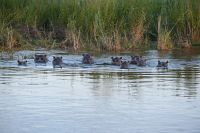 7. Tag - Buffalo Park - Bootsfahrt auf den Okavango - Hippos (2)