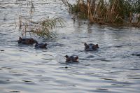 7. Tag - Buffalo Park - Bootsfahrt auf den Okavango - Hippos (3)