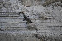 7. Tag - Buffalo Park - Bootsfahrt auf den Okavango - Krokodil (2)