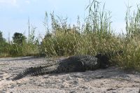7. Tag - Buffalo Park - Bootsfahrt auf den Okavango - Krokodil