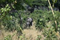 7. Tag - Divundu - Buffalo Park - Elefanten