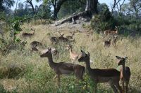 7. Tag - Divundu - Buffalo Park - Impala
