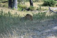 7. Tag - Divundu - Buffalo Park - Löwe (2)