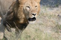 7. Tag - Divundu - Buffalo Park - Löwe (3)