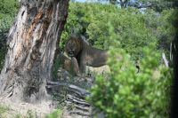 7. Tag - Divundu - Buffalo Park - Löwe (4)