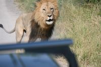 7. Tag - Divundu - Buffalo Park - Löwe (5)