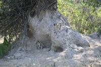 7. Tag - Divundu - Buffalo Park (12)