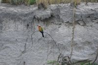 8. Tag - Bootsfahrt auf dem Kwando - Bienenfresser