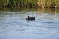 8. Tag - Bootsfahrt auf dem Kwando - Hippo (1)