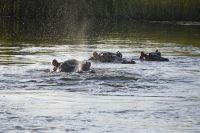 8. Tag - Bootsfahrt auf dem Kwando - Hippo (3)