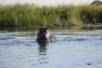 8. Tag - Bootsfahrt auf dem Kwando - Hippo (5)