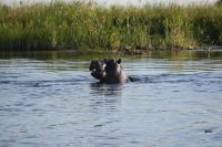 8. Tag - Bootsfahrt auf dem Kwando - Hippo (6)