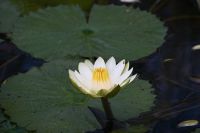 8. Tag - Bootsfahrt auf dem Kwando - Wasserlilie