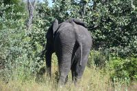 9. Tag - Bwabwata Park - Elefanten (2)