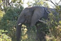 9. Tag - Bwabwata Park - Elefanten (4)