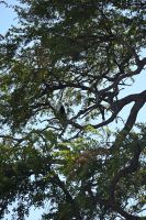 9. Tag - Bwabwata Park - Fischadler