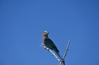 9. Tag - Bwabwata Park - Gabelracke