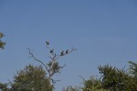 9. Tag - Bwabwata Park - Geier