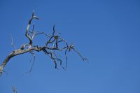 9. Tag - Bwabwata Park - Gelbschnabeltoko