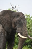 10. Tag - Chobe Nationalpark - Elefant (1)