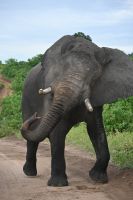 10. Tag - Chobe Nationalpark - Elefant (3)