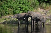 10. Tag - Chobe Nationalpark - Elefant (5)