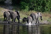 10. Tag - Chobe Nationalpark - Elefant (7)
